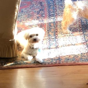 Meet your Posher, Patrick